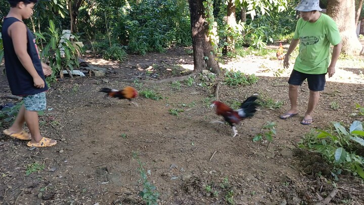 sunday spar 1x winner straight sweater BC