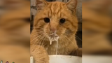 [Hewan] Anak kucing meminum susunya diam-diam
