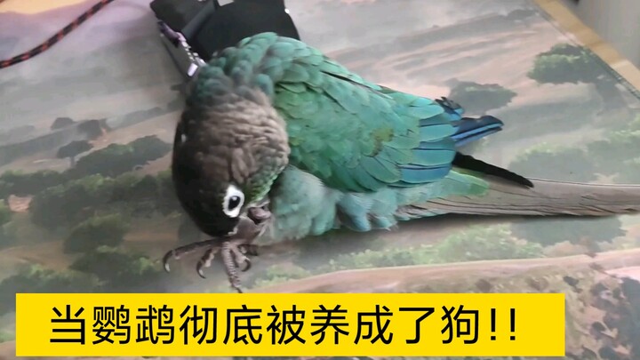 Con vẹt học được cách vẫy đuôi như chó, khiến tôi cười muốn chết mất…