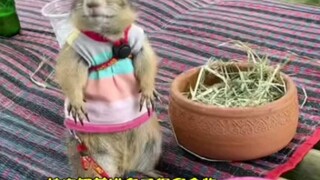 Gadis Thailand menitipkan hewan peliharaan kecilnya kepada sang ayah karena urusan akademik, namun t