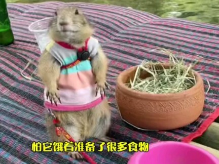 سلمت الفتاة التايلاندية حيوانها الأليف الصغير إلى والدها لرعايته بسبب الدراسة، ولم تكن تتوقع أن تفاج