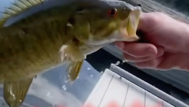 ปลา: กินเหยื่อแค่ไม่กี่อย่างบ่อยๆ ถึงเวลาเปลี่ยนรสชาติบ้างแล้วล่ะ