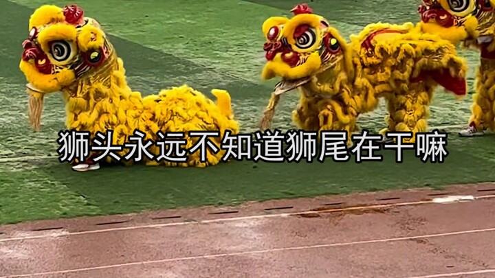 狮头永远不知道狮尾在干嘛：可爱到溢出屏幕