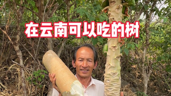 Cây có thể ăn được ở Vân Nam! Trộn nộm hay xào đều ngon!