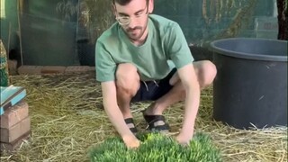 What's it like to raise over 80 guinea pigs: This guy just feeds them a big chunk of "grass carpet" 