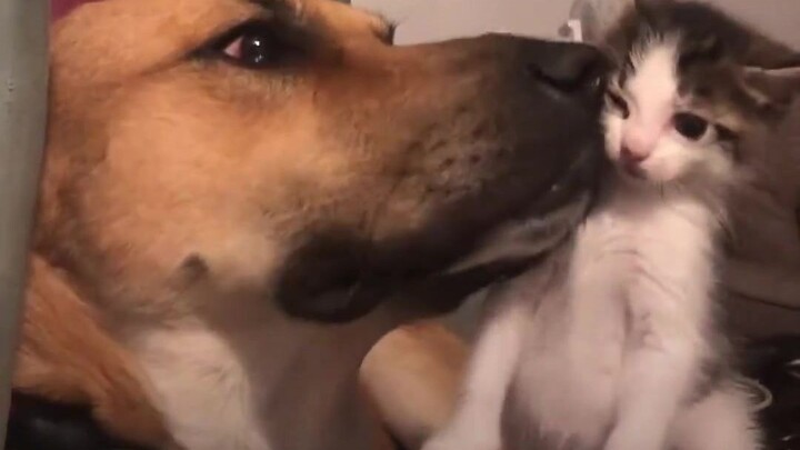 家里有了小猫咪后狗狗的反应