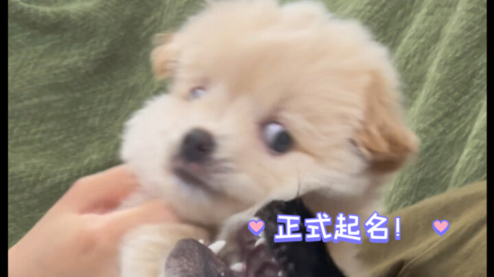 Xin lỗi mọi người, cái tên bị trì hoãn cả tháng nay cuối cùng hôm nay đã được chốt rồi!