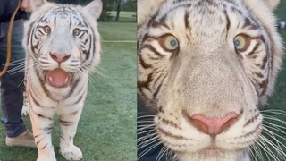 Big Tiger: What did you say? That dog is better than me?