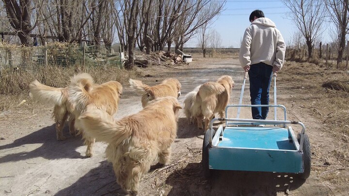 The Trash-Tossing Squad (Person, Person, Dog, Dog, Dog, Dog, Dog, Dog)