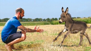 Most Heartwarming Animal Reunions with Owners That Will Melt Your Heart ❤️