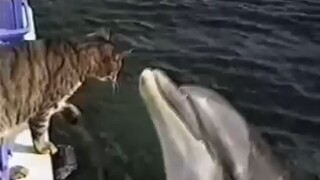 Adegan paling menggemaskan muncul: kucing dan lumba-lumba bermain bersama～