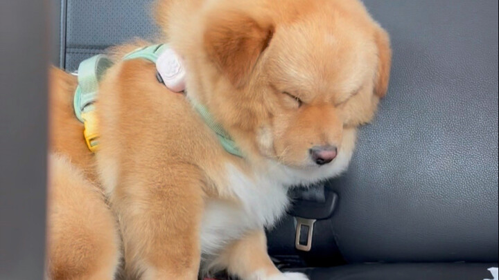 หมา: บ้านคุณย่าที่ห่างไป 1,800 กิโลเมตร จำเป็นต้องกลับจริงๆ เหรอ?