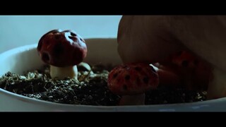 MUSHROOM - Horror Short Film