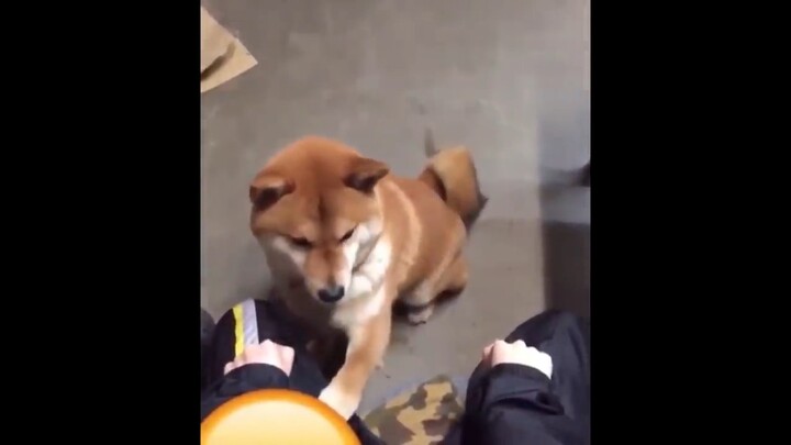 Shiba