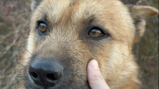 Dogs are really great—they bark at me only when they don’t recognize me, but when they do, they just