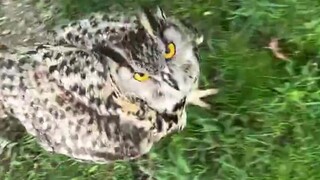 في حال لم تكن قد رأيت بومة تتنزه من قبل، فقد تتبعت صاحبها وهي "تتشاجر" طوال الطريق إلى المنزل...