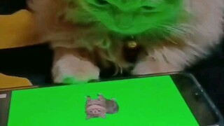 Adorable Cat Watching Video!