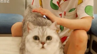 猫猫便秘后开始新大陆，竟迷上开塞露，一天不用浑身难受