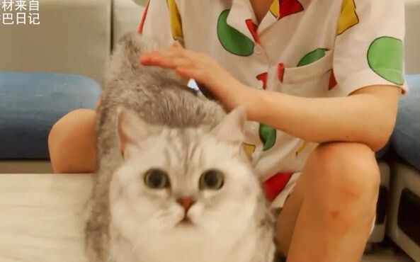 Setelah kucing mengalami sembelit, ia mulai menjelajahi dunia baru dan malah kecanduan obat pelancar