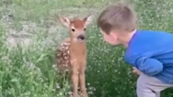 Pertemuan dua arah antara manusia dan rusa kecil, dari perkenalan hingga saling mengenal