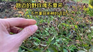 路边的野玫瑰不要采，不然采回来种的话会··