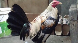 lemon grey balagbagan sa taas 👆🏻