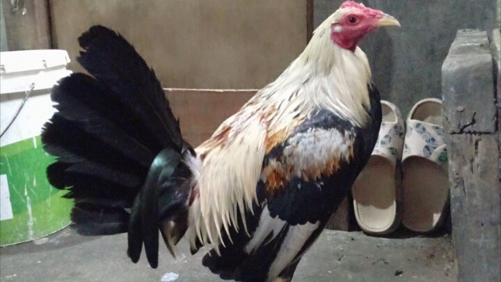 lemon grey balagbagan sa taas 👆🏻