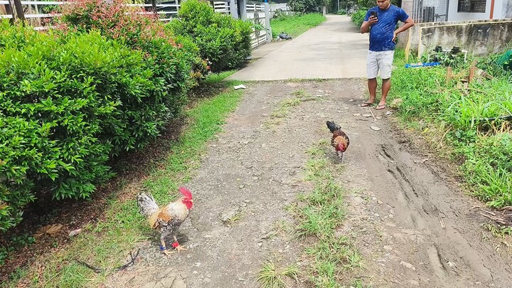 JJpe melsim black vs money maker dome JU