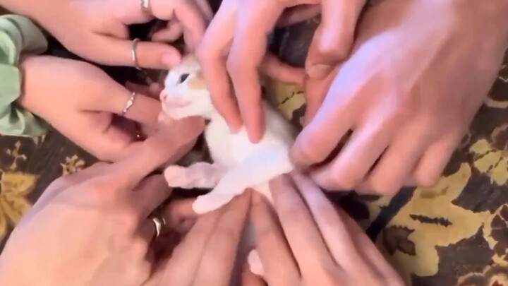 Cat: “I hate people who don’t know their boundaries!”