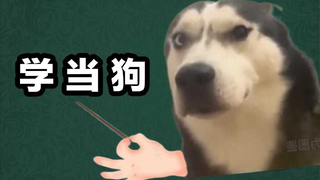 狗 辅 导