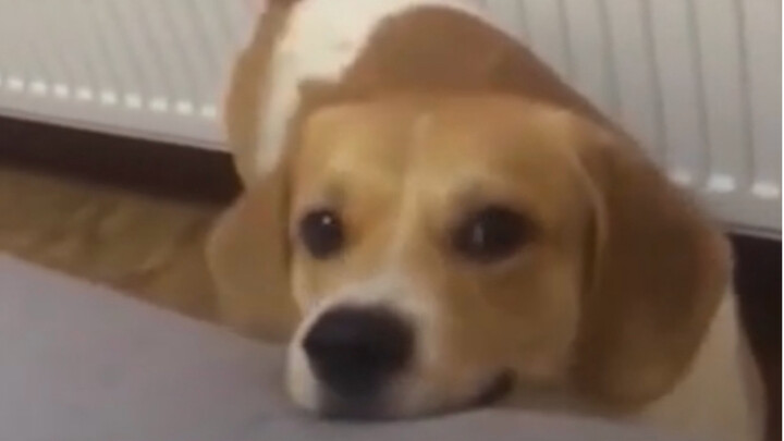 Các cún toàn là tông màu nũng nịu, cái kiểu làm nũng này ai mà chịu nổi chứ～ Loạt video nhất định ph