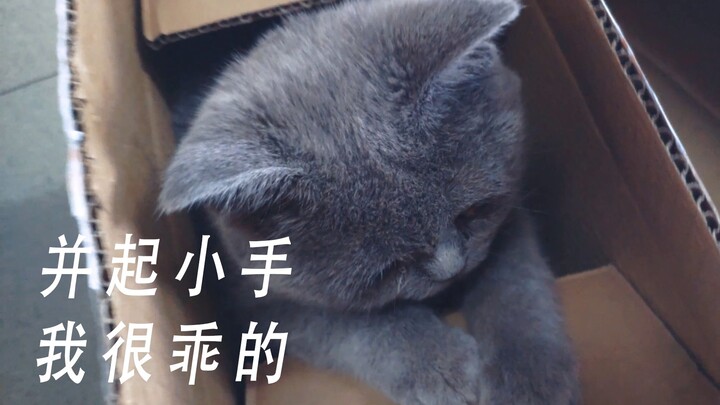 【英短蓝猫】舍友1500买的蓝猫有多可爱