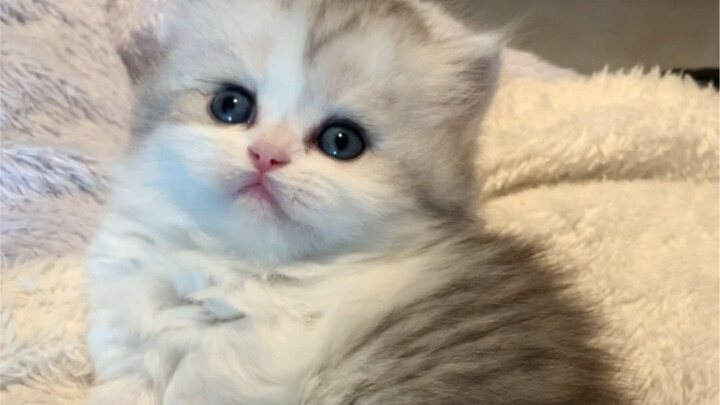 ฉันแมวน้อยนี่แหละ ใจถึงสุดๆ อย่าเพิ่งซึ้งไป คุณคู่ควรแล้ว!