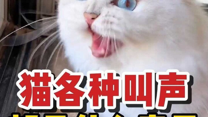 هل تعرف معنى كل أنواع مواء القطط؟