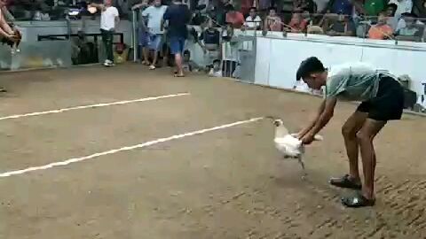 pangit kasi lugon😂 white Kelso X assil