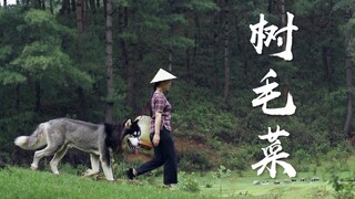 长在树上的“胡子”：树毛菜，也叫树花味道让人难忘