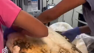 给海龟取出藤壶 过程很解压