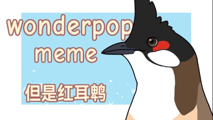 【鸟类meme动画/红耳鹎】wonderpop meme