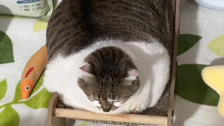 每一个猫爪板都很喜欢