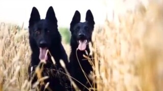 เยอรมันเชพเพิร์ดสีดำ