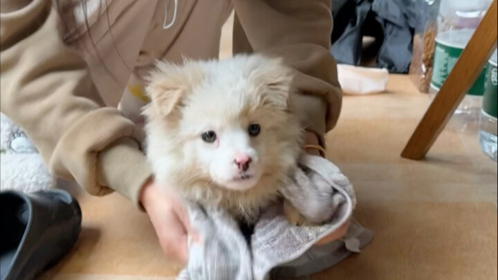 This is actually quite simple: be patient, seize the right moment, reward promptly, and repeat consi