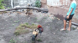 Patay ka dyan hindi makatayo agad. ganda pa naman palo