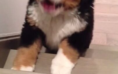 【Bernese Mountain Dog】Bo Bao’s First Time Going Up the Stairs