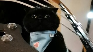 养一只没事就嗯嗯叽叽的猫是啥体验？