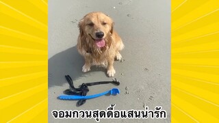 สัตว์เลี้ยงพื่อนขนปุย : จอมกวนสุดดื้อแสนน่ารัก