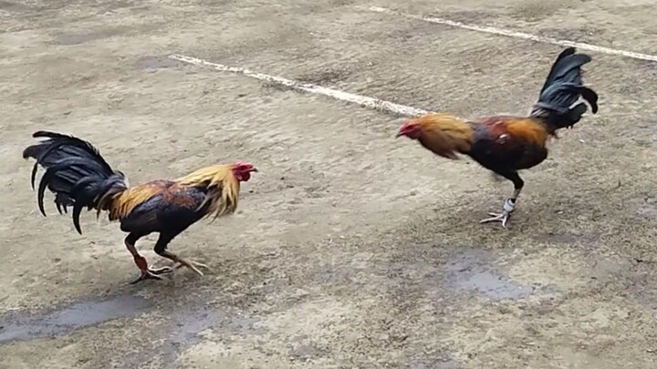 RED VS GOLDEN RED, 110K PARADA LUCENA VS ATIMONAN 3HITS ULUTAN PCA