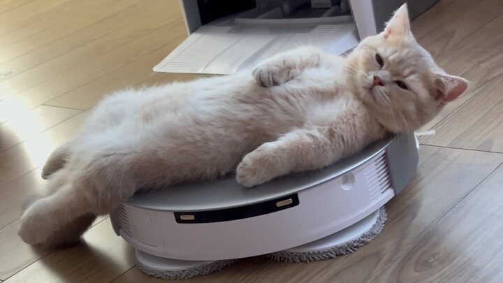 Sao lại có mèo con thích nằm ngủ trên robot hút bụi nhỉ?