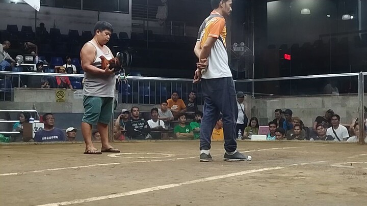 3 cock derby champion using bloodline Boston x Gilmore Hatch full brothers,at NCCA.