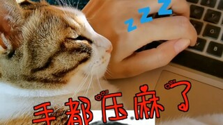 My humble daily cat-raising routine! This cat has a terrible temper! Question answered! Haha haha ha