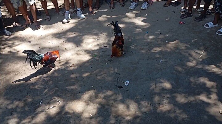 Light red rooster white feet(Nov 01,2025)Win